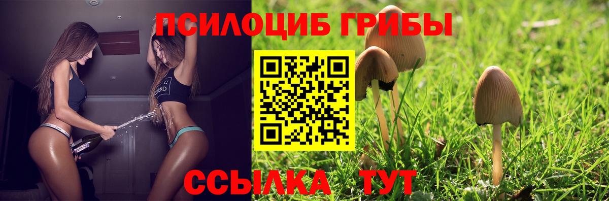 Псилоцибиновые грибы Psilocybe Черемхово